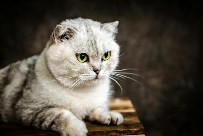Мышык