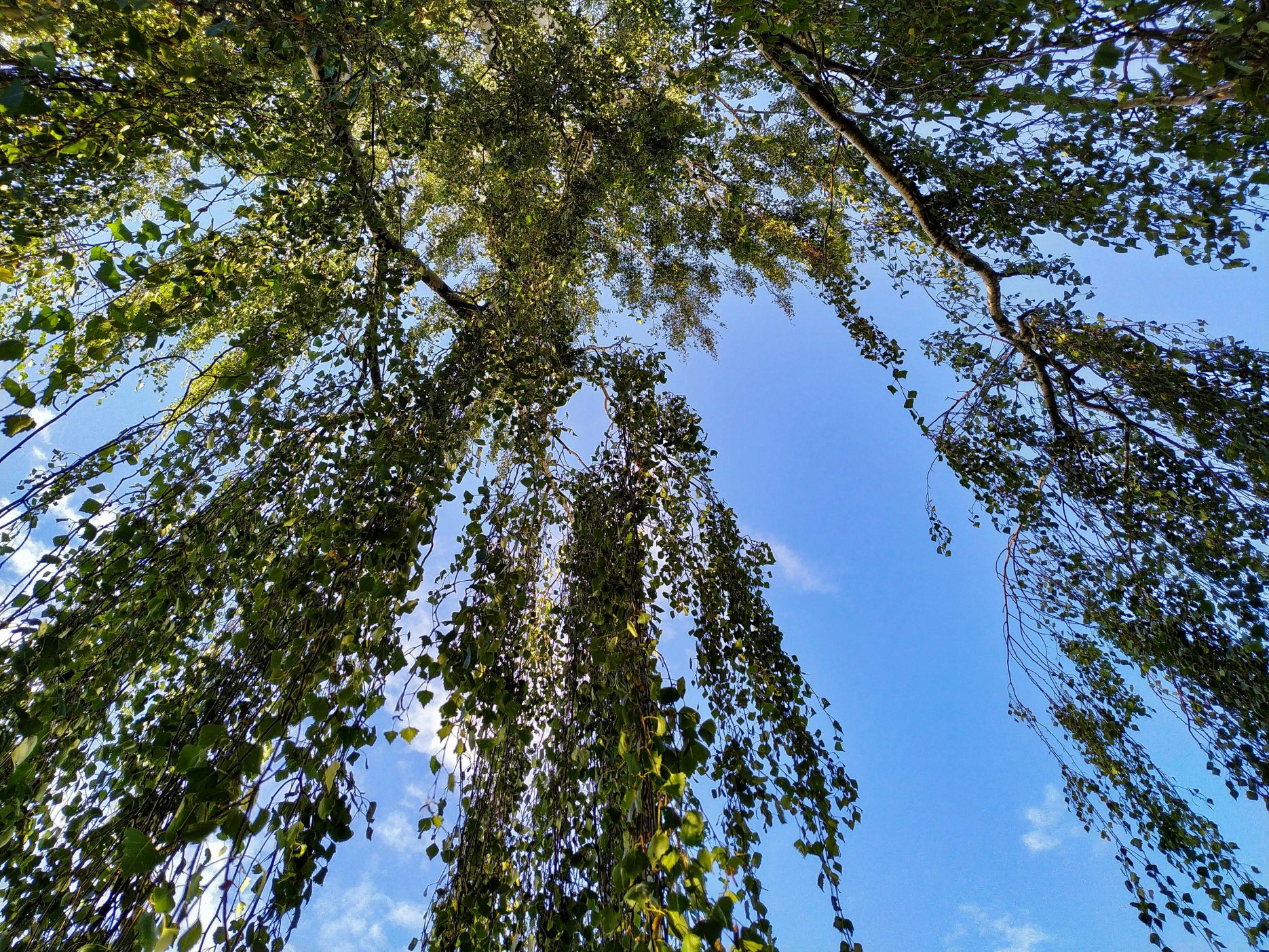 Дарактар