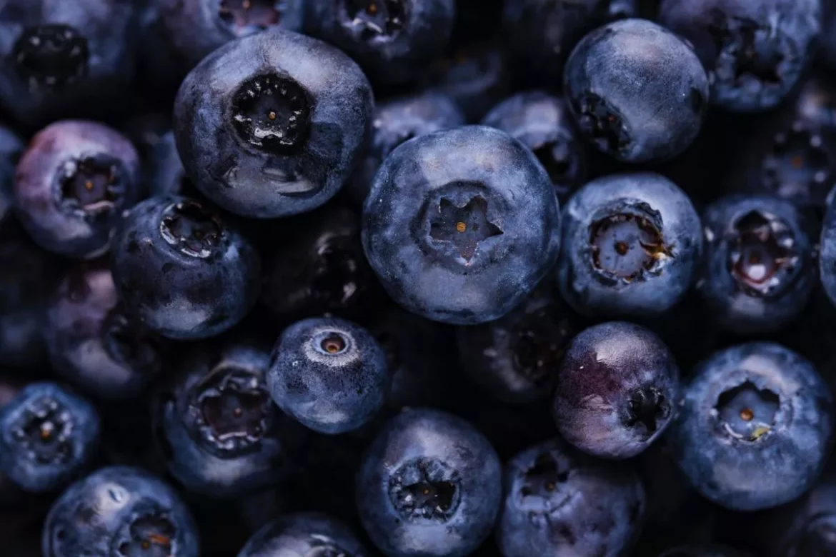 Жапайы көкжидектер